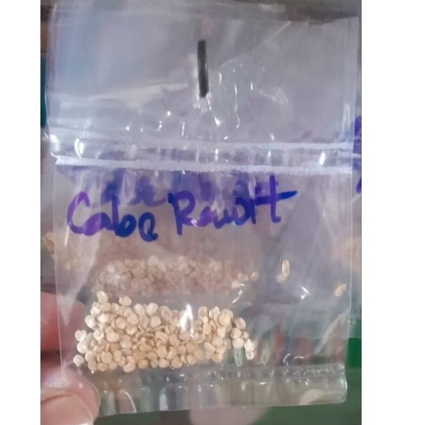 

BIBIT CABE RAWIT 1 BUNGKUS ECERAN