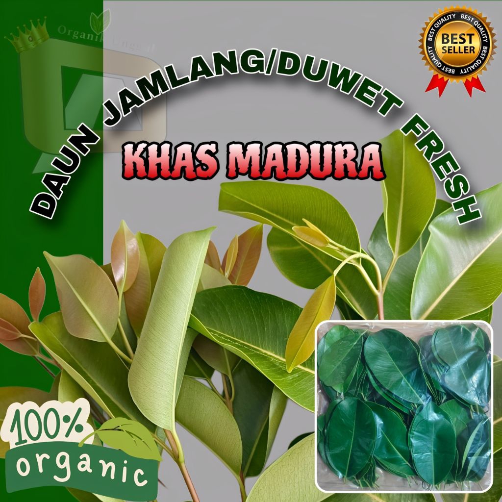 

Daun Jamlang/Duwet Fresh Dan Kering Asli Khas Madura