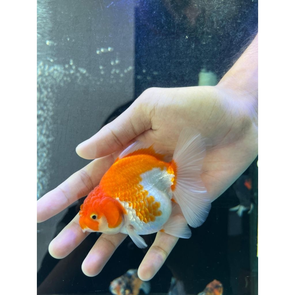 hiasan goldfish / maskoki oranda RW (red white)