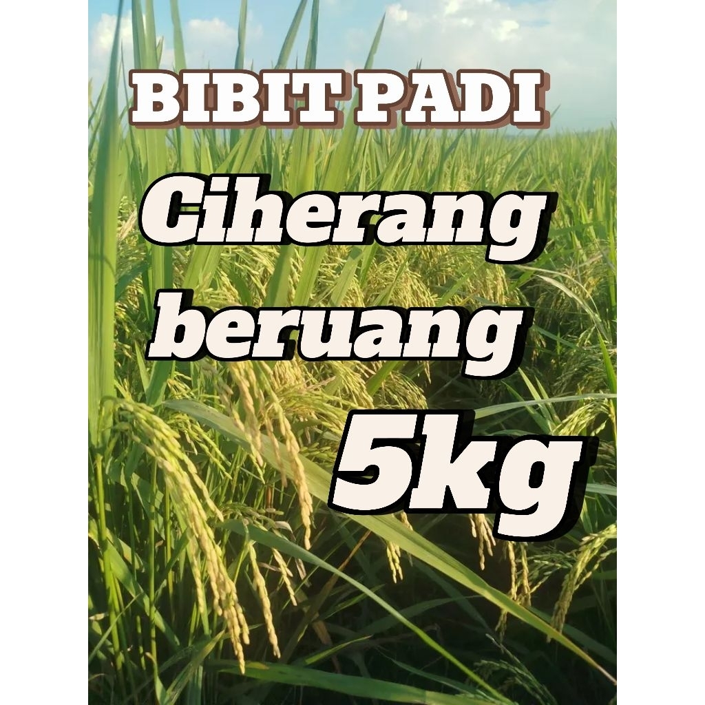

cod benih padi Ciherang beruang kemasan 5kg