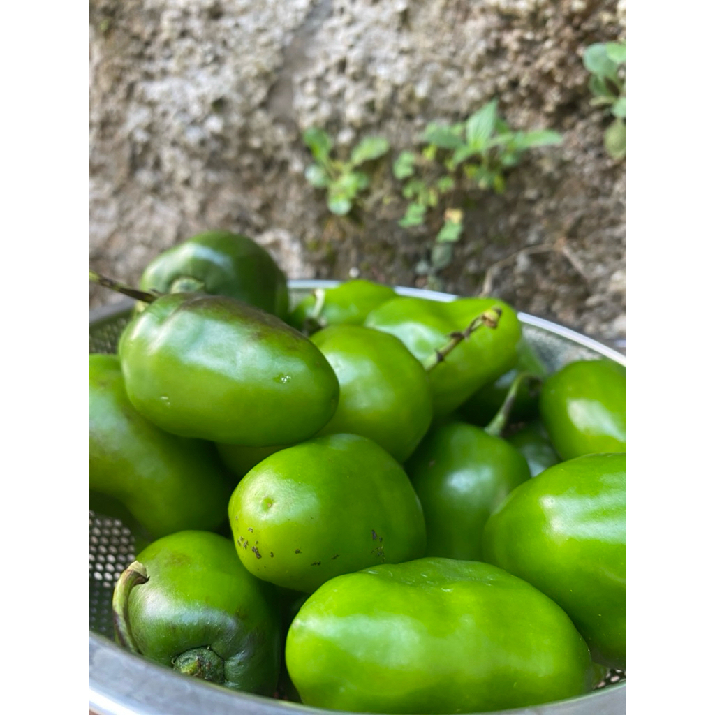 

cabe gendot/cabe bendot/cabe bendot/cabe gendot fresh