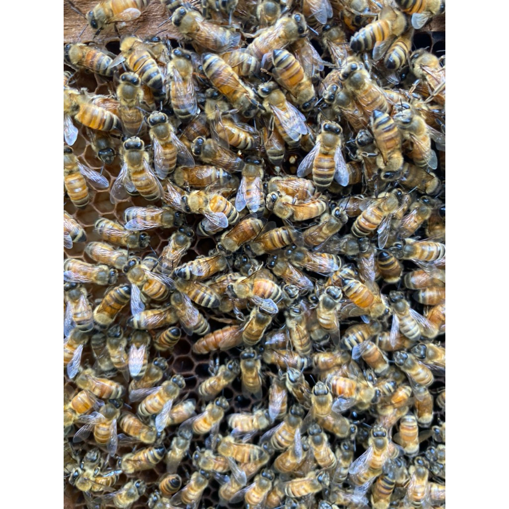 koloni lebah apis melifera super aktif ratu muda sedang produktif