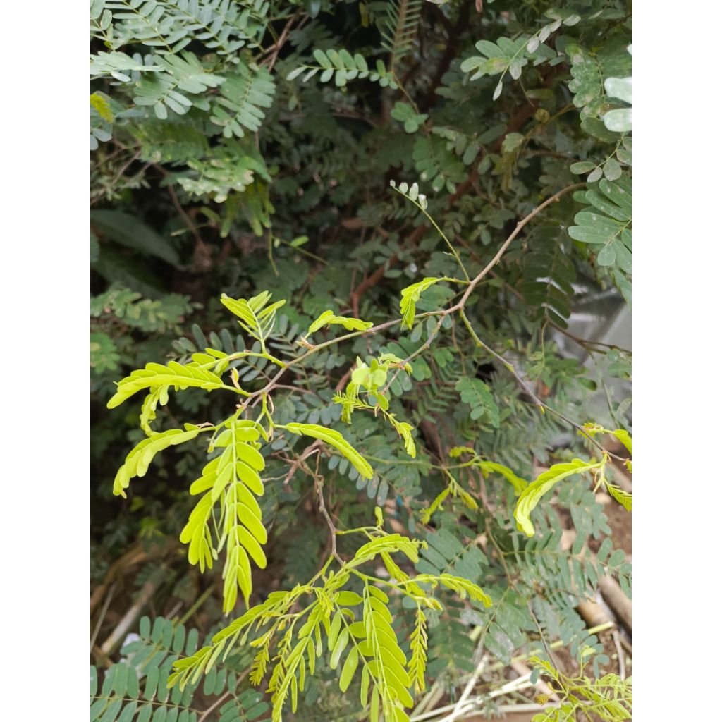 

Petik kirim(free dus) daun segar sinom 250gr/daun asam jawa/daun sinom murah