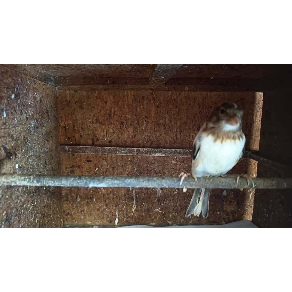 Kenari Loper Panda Bekasi