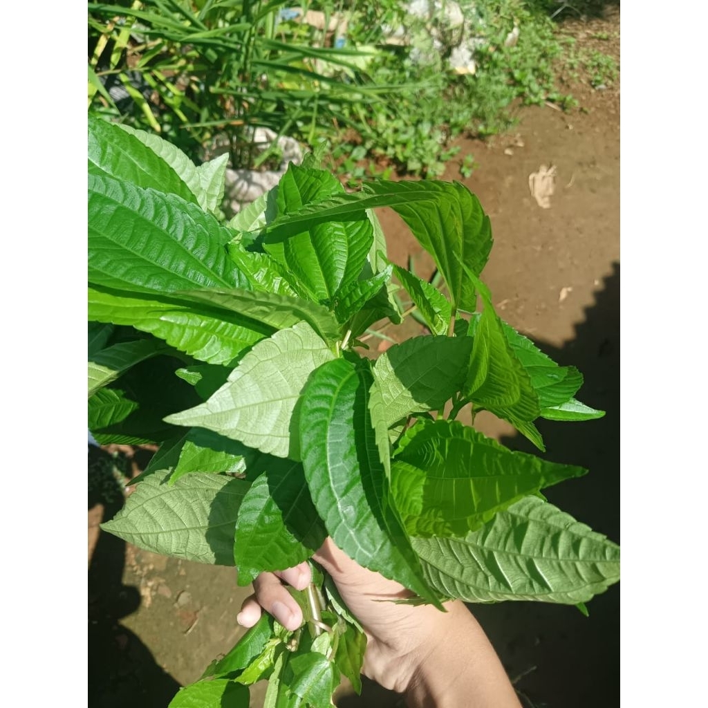 

DAUN POHPOHAN segar 200gr