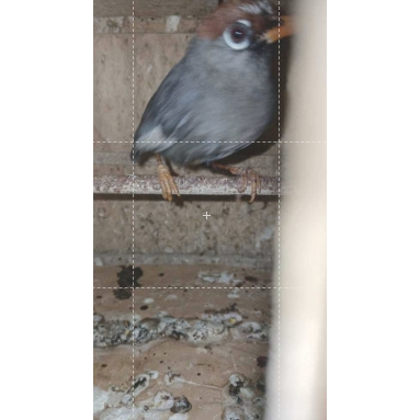 Poksay Mandarin Bekasi