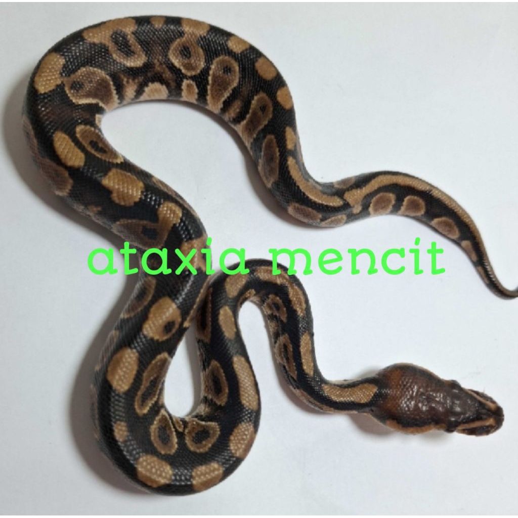 Ball python normal betina