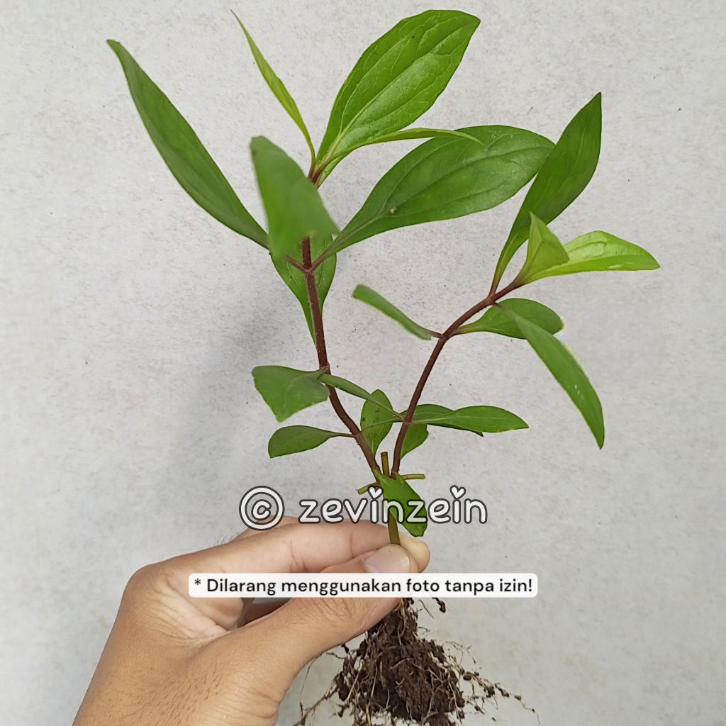 

Bibit Daun Prasman Genjik Asli - Daun Harum Wangi - Herbal dan Bumbu Masak
