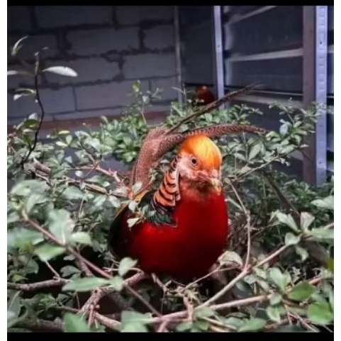 

Telur ayam hias golden pheasant asli siap untuk di tetaskan