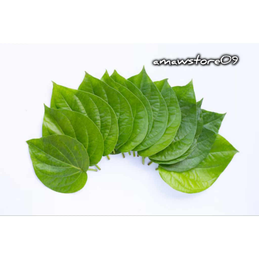 

12 LEMBAR DAUN SIRIH HIJAU SEGAR