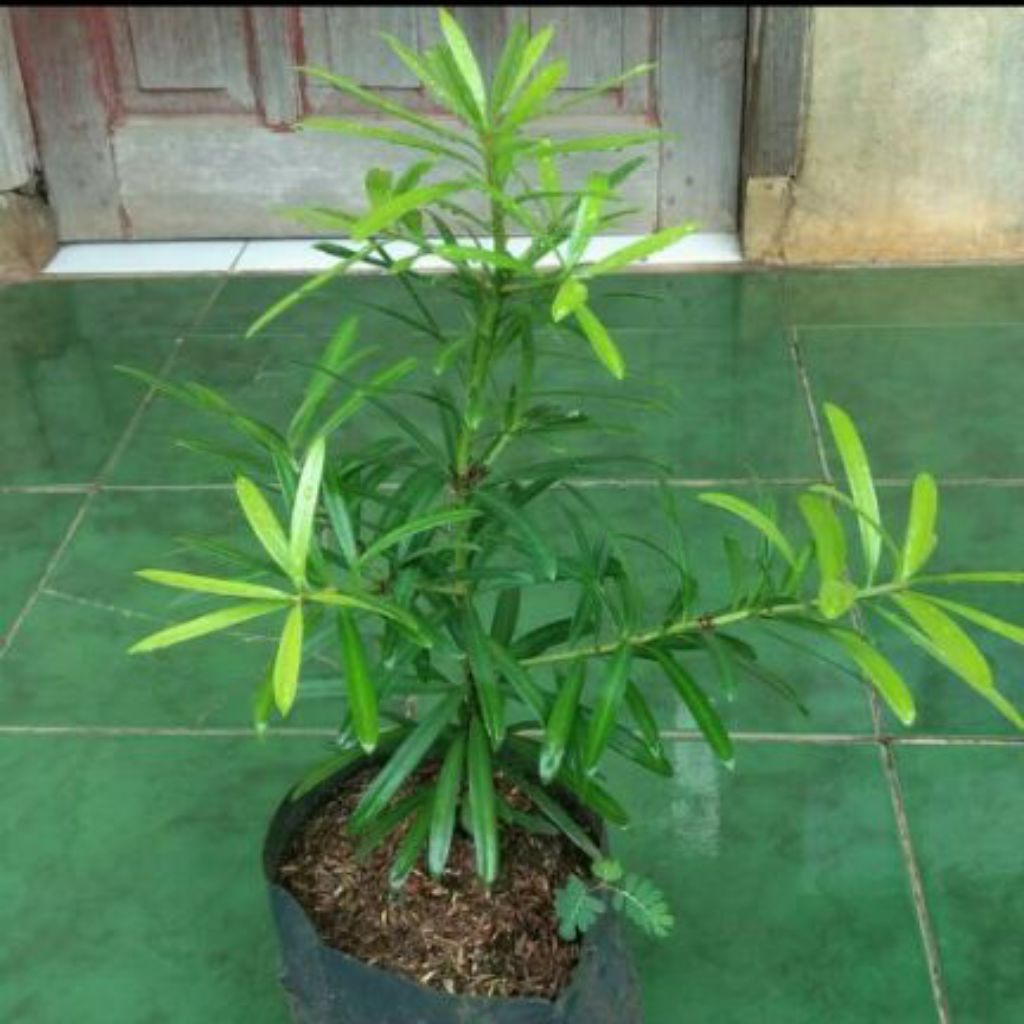 tanaman hias lohansung / bibit bonsai lohansung/bibit lohansung