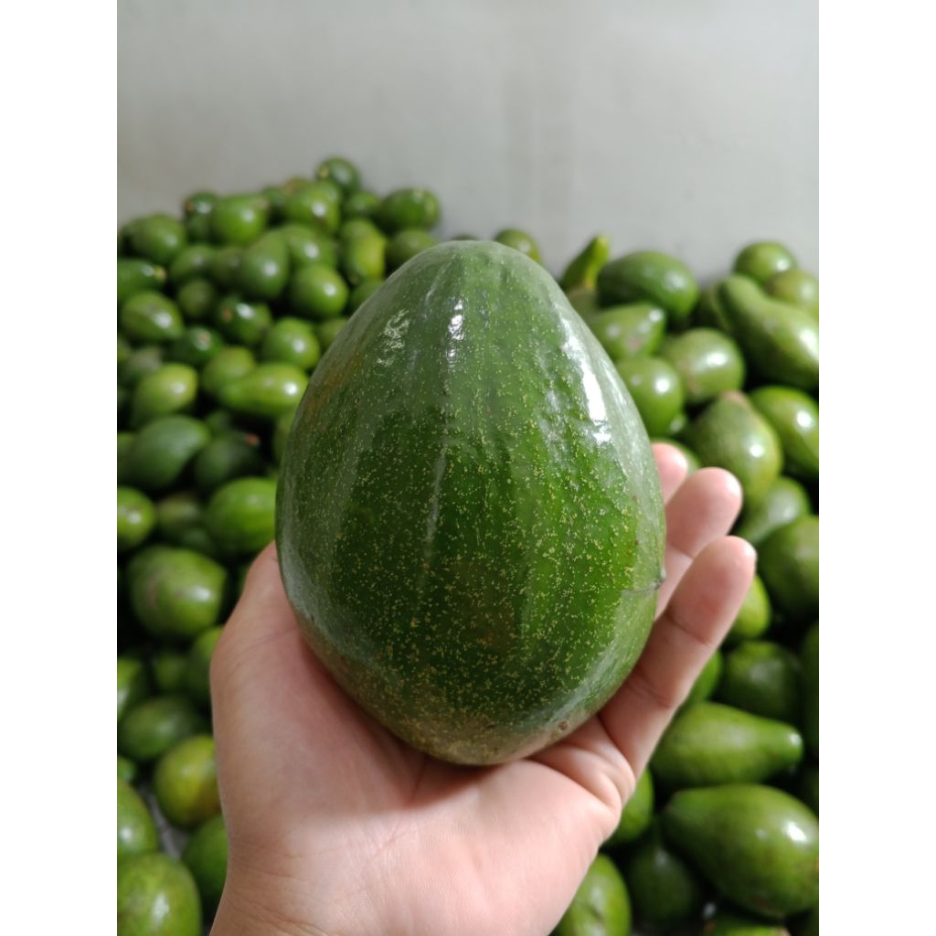

Alpukat Mentega Lokal ukuran Besar 1 kg isi 4 buah Lembut manis Bisa COD