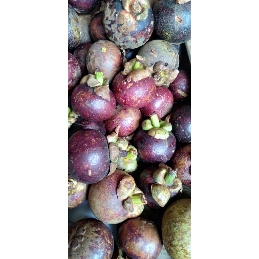 

Buah Manggis Mangis manis