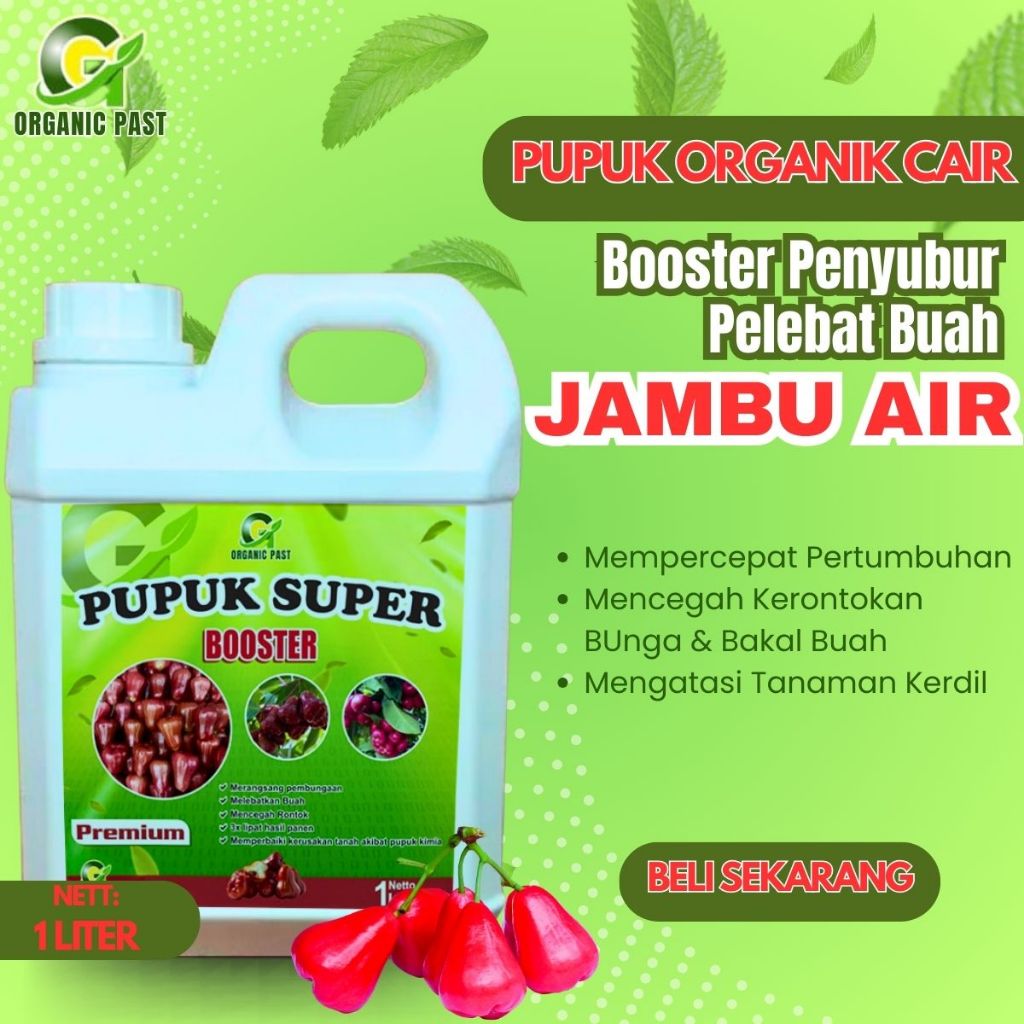 Pupuk Pelebat Jambu Air Cepat Berbuah | Pupuk Booster Jambu Air, Pupuk pelebat buah jambu air super