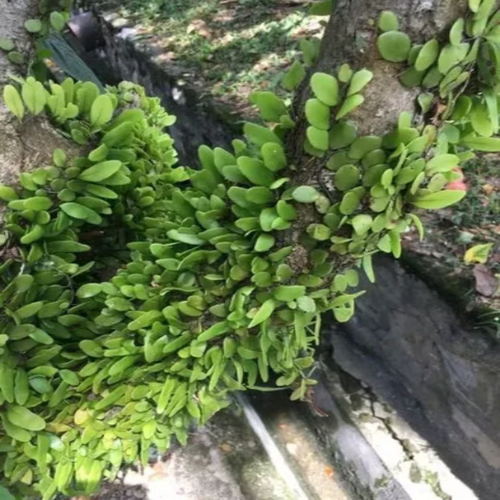 

DAUN SISIK NAGA FRESH PERPICS