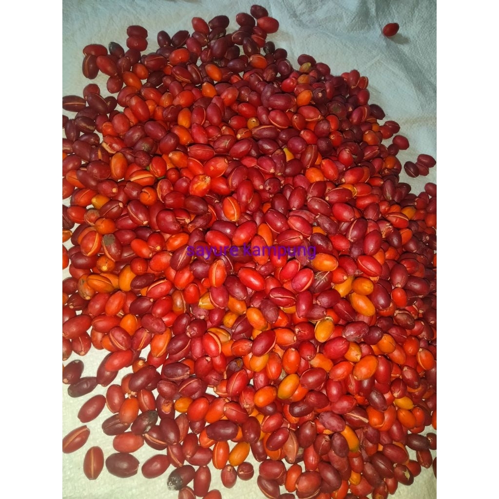 

Kulit Tangkil Melinjo Freshh