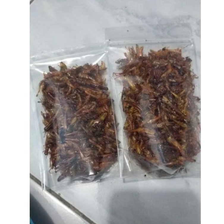 

Belalang Goreng Rasa Pedas Manis Camilan Makanan Unik Ekstrim || Belalang Padi / Kecil 700 gram