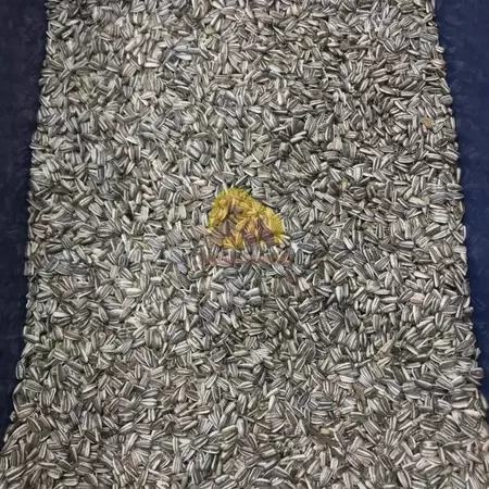 

KUACI - KWACI - KUWACI - BIJI BUNGA MATAHARI - Pakan Burung Pakan Hamster