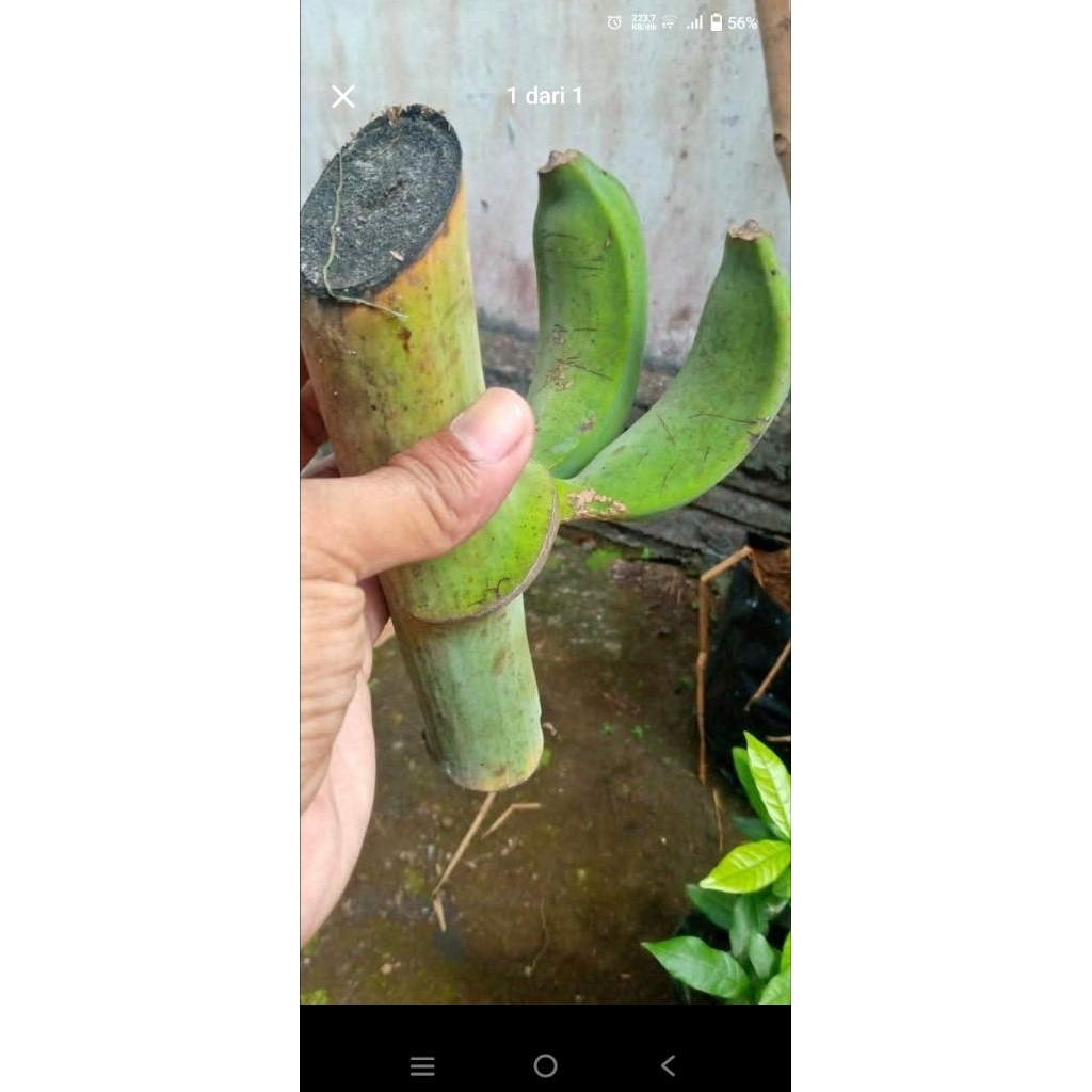 

PISANG SANGKAL 2 HORORRRR NEGO