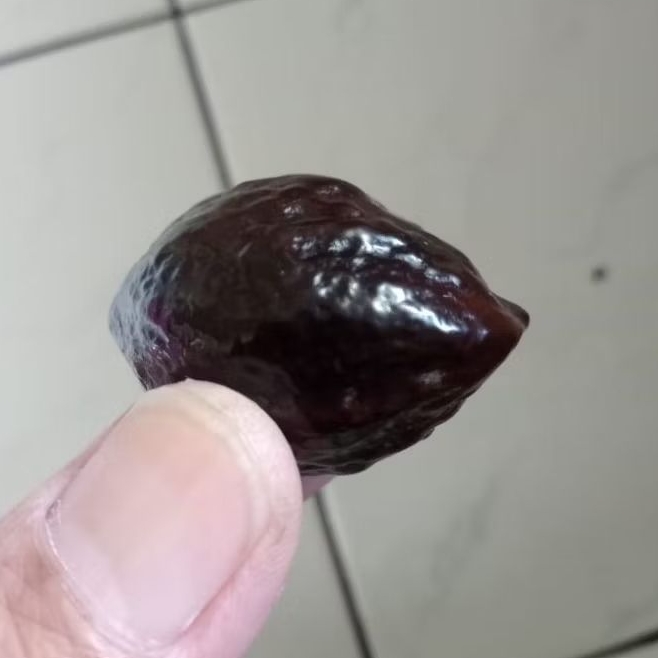 Kemiri Adu Muncang Adu 4G ori Urgen Matang Garung