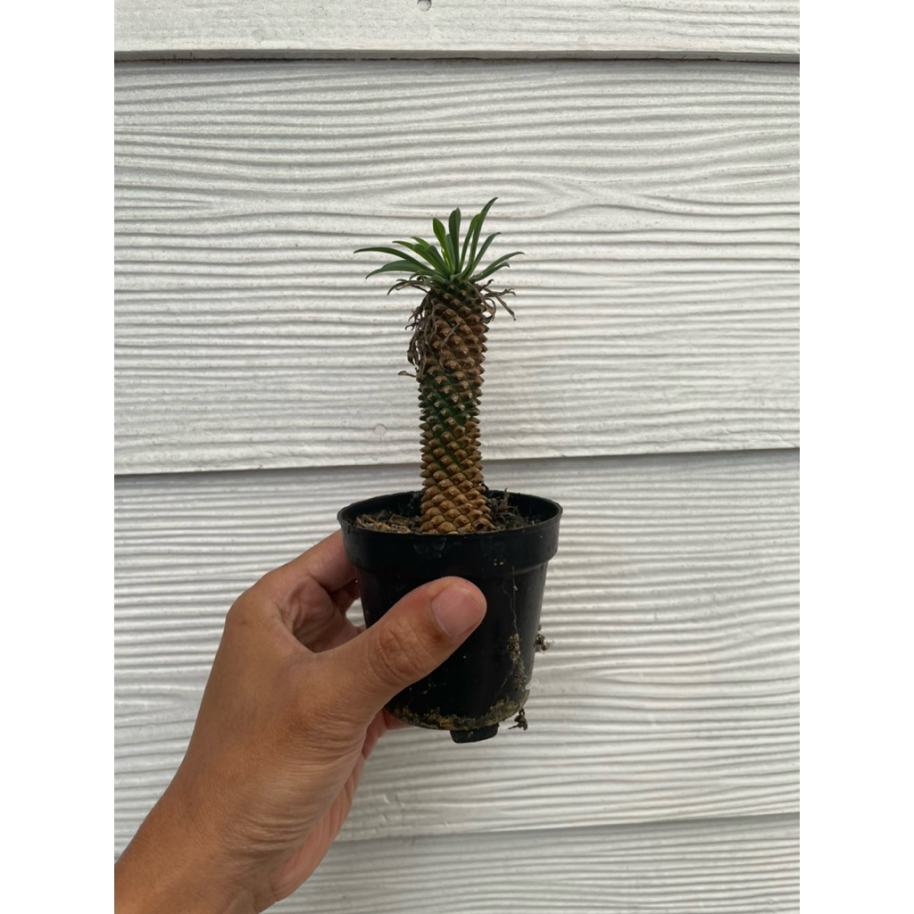 Kaktus euphorbia sutetsu kirin