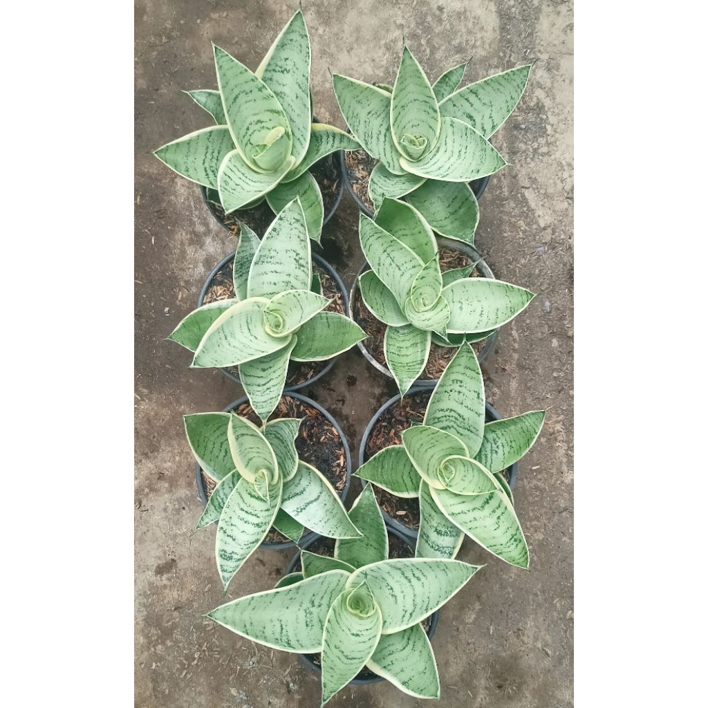 Sansevieria Hahnii Cream Paket 7 pot