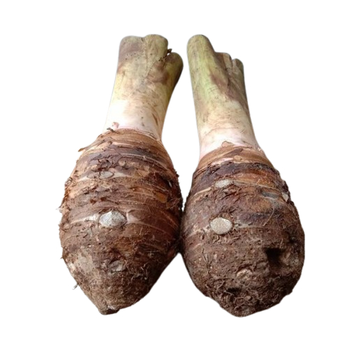 

UMBI TALAS BOGOR 1 KG