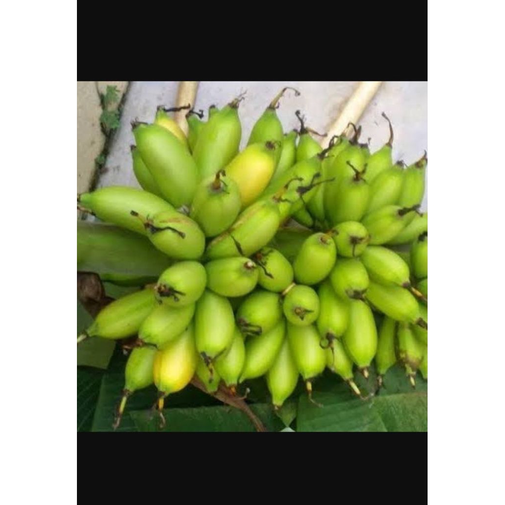 

pisang ulin matang 1 kg