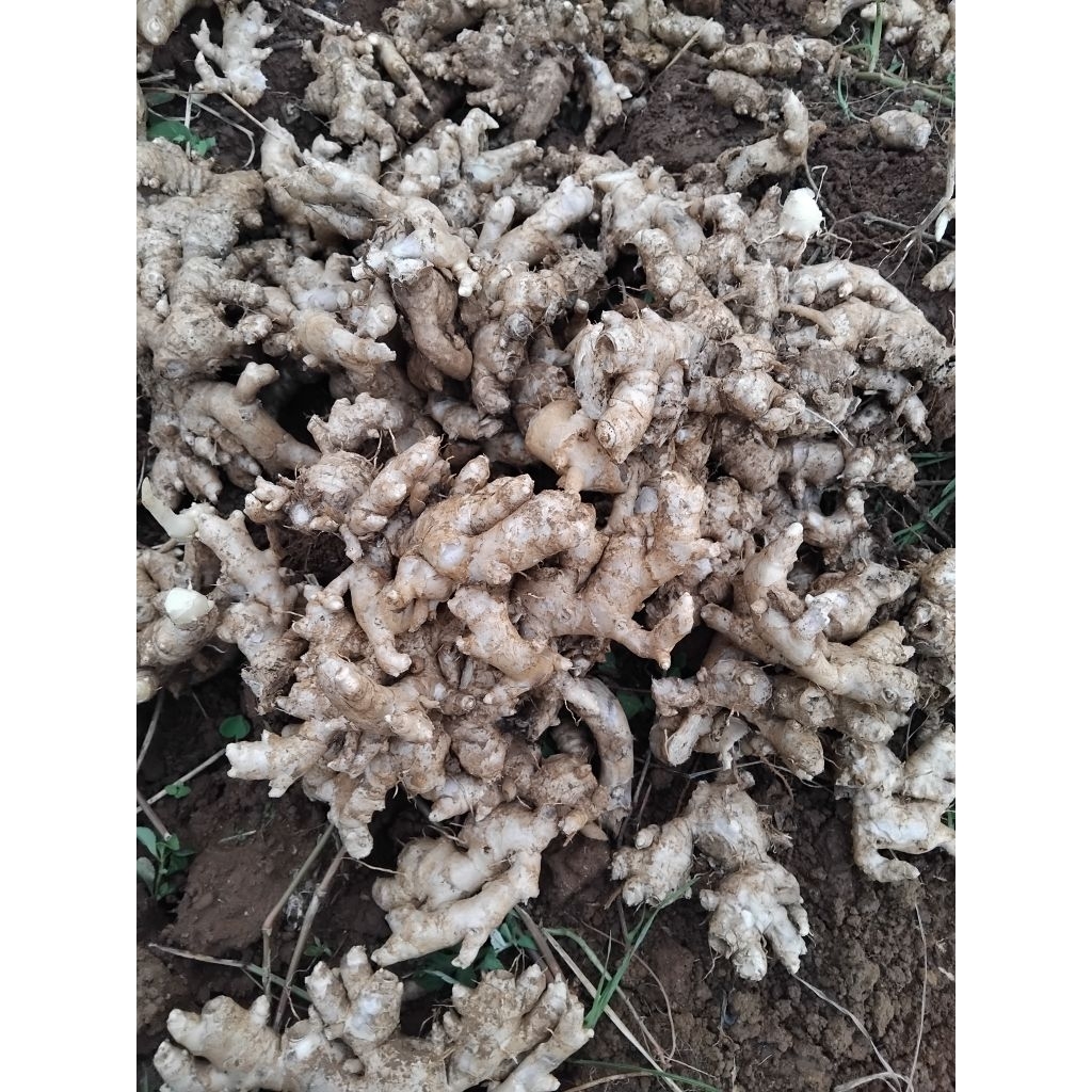 

jahe emprit segar 1kg