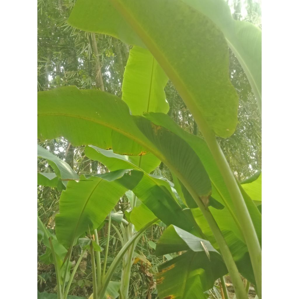 

daun pisang 1 batang 2 lembar siap pakai