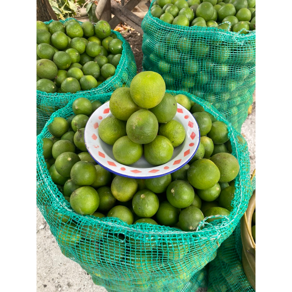 

jeruk nipis Fresh langsung petik 1 kg