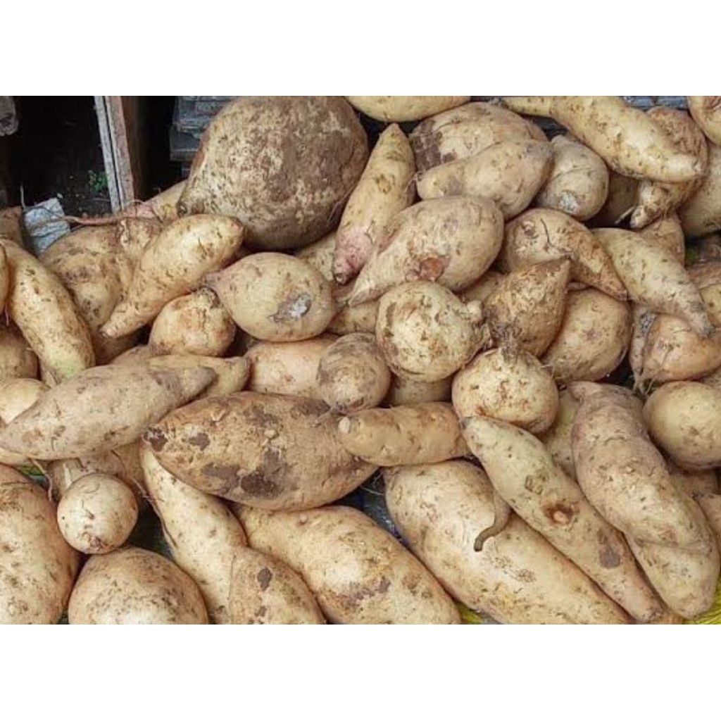 

ubi manis putih kuning 1kg