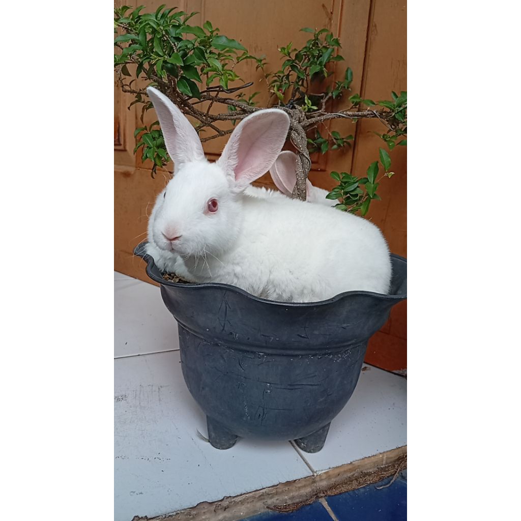 kelinci rex buluh karpet