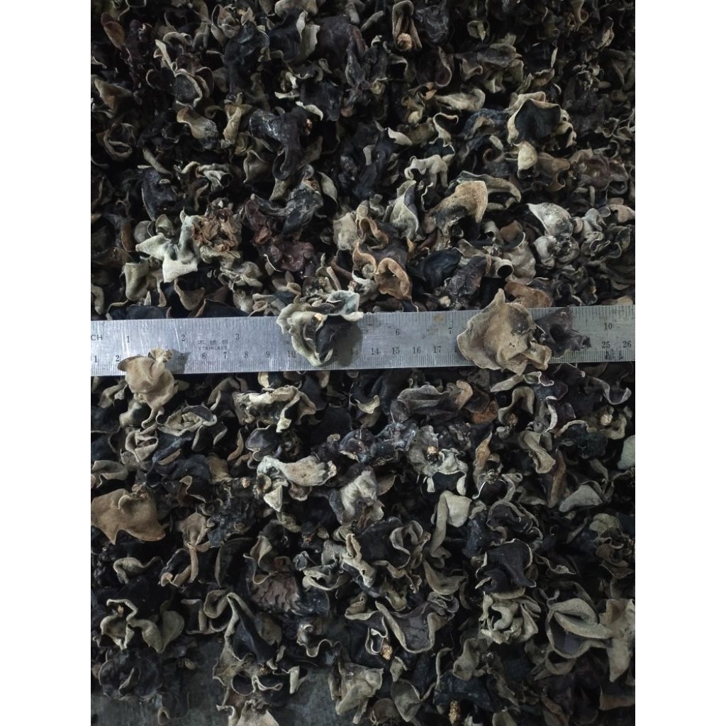 

jamur kuping 750gr kering murah daun kecil