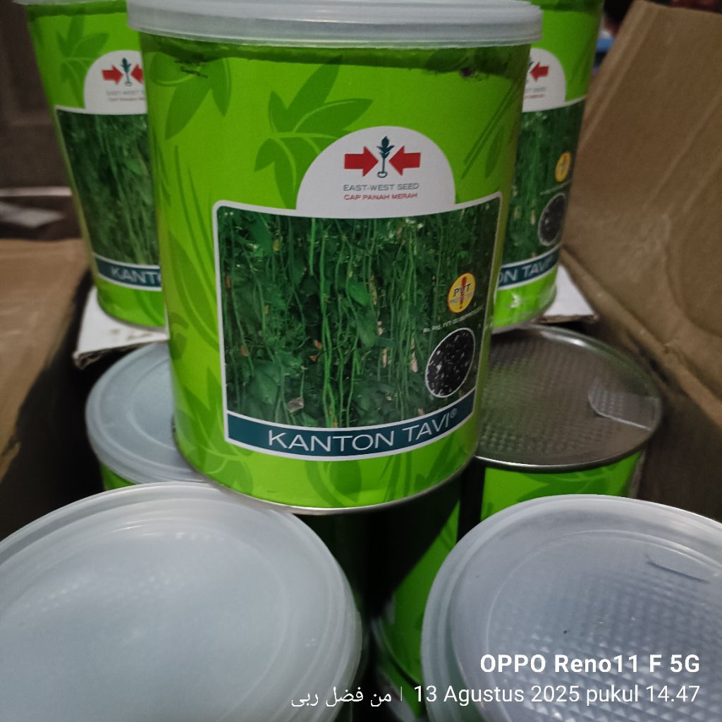 Benih Kacang Panjang KANTON TAVI 500 gr