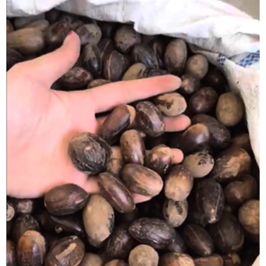 

Pala Rempah Asli Biji Pala Kualitas bagus