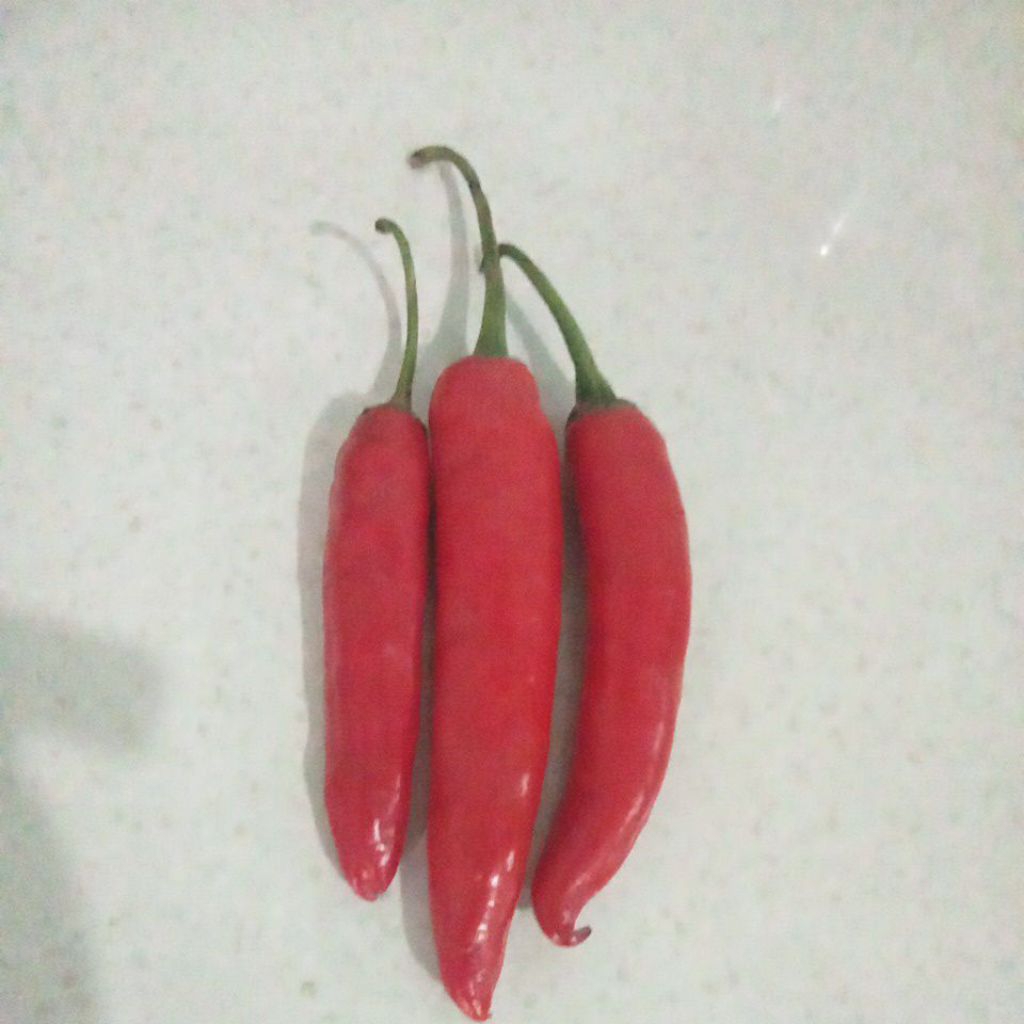

cabe Tengger bromo asli