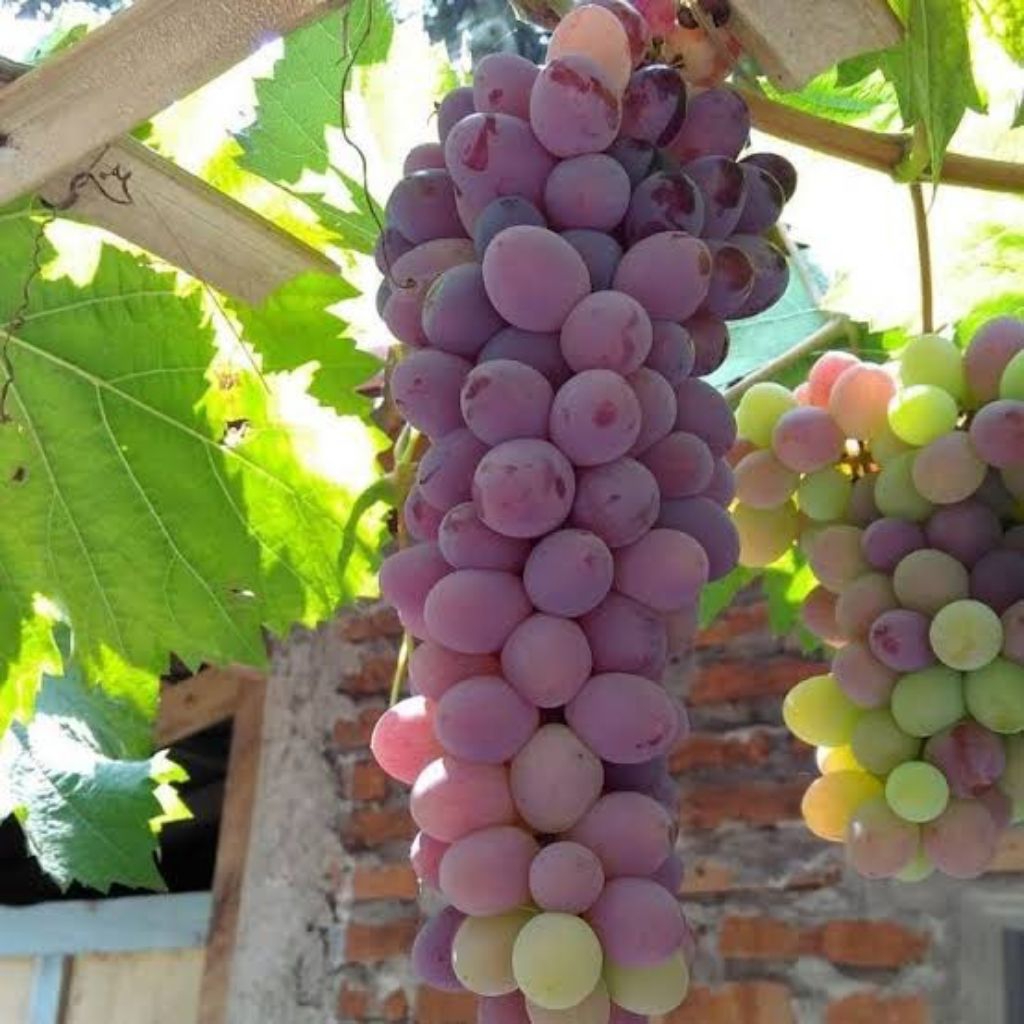 

bibit anggur import jupiter cangkok