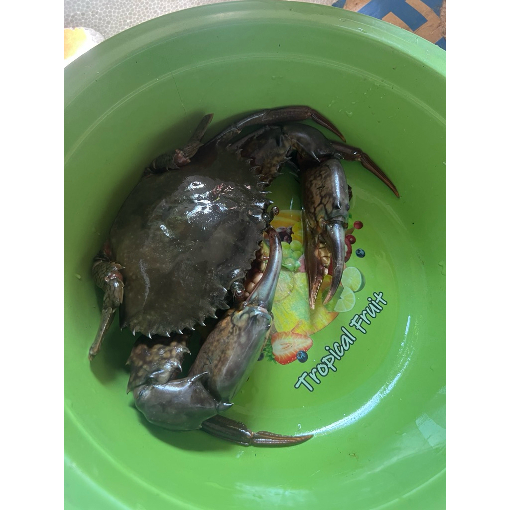 

KEPITING FROZEN 1 EKOR BOBOT 500 gr