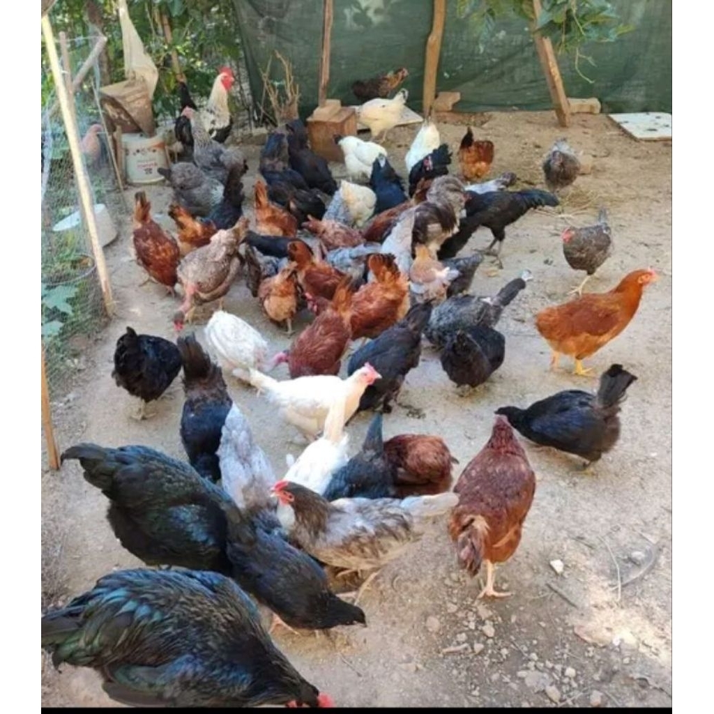 

Telur fertil ayam sengkuni SK-2