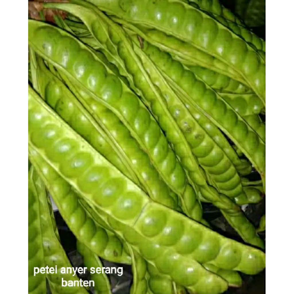 

petei super tua dan fresh per 5 papan