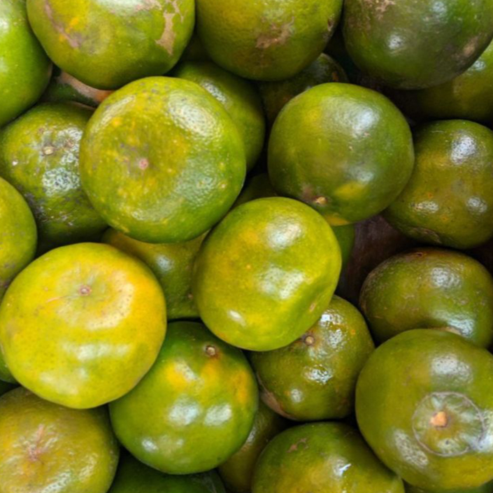 

Bibit Jeruk Siem Madu Berbuah Tanaman Jeruk Kupas Berkualitas Unggul