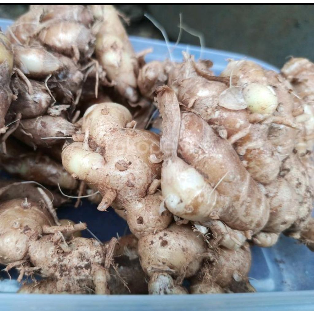 

kencur lokal segar bisa untuk bibit 100 gram