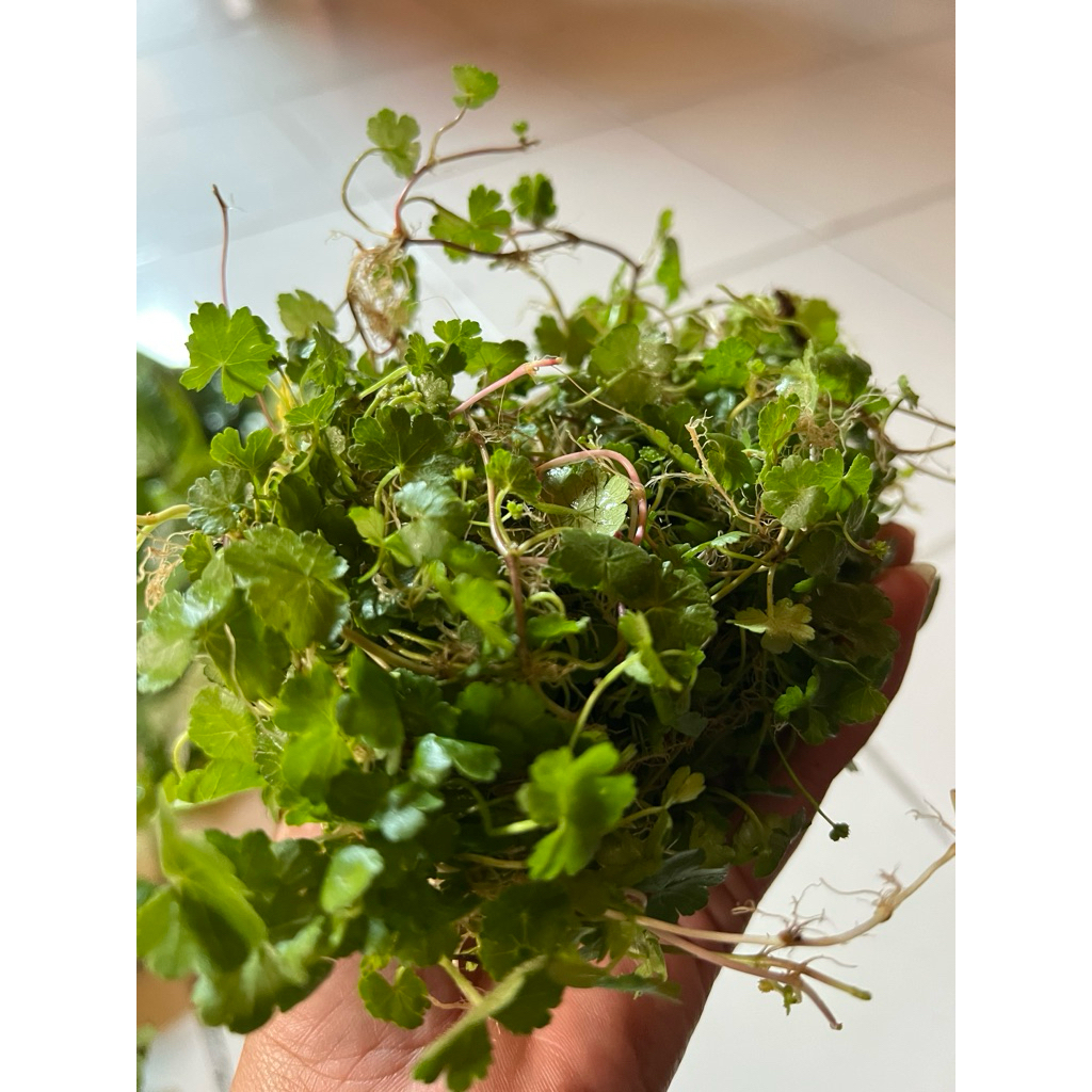 

daun antanan/daun poh pohan/daun mint