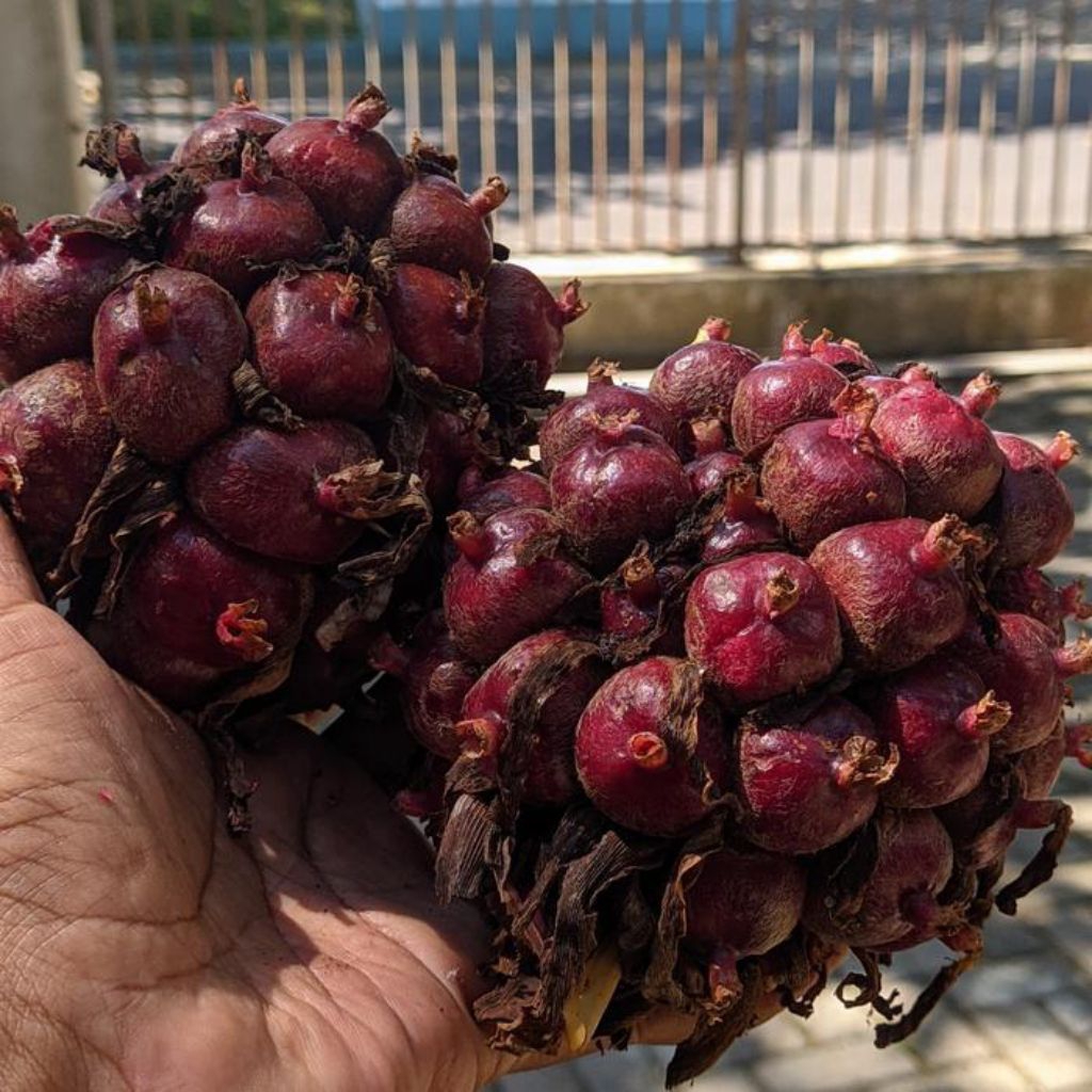 

honje laka/merah 1 kg