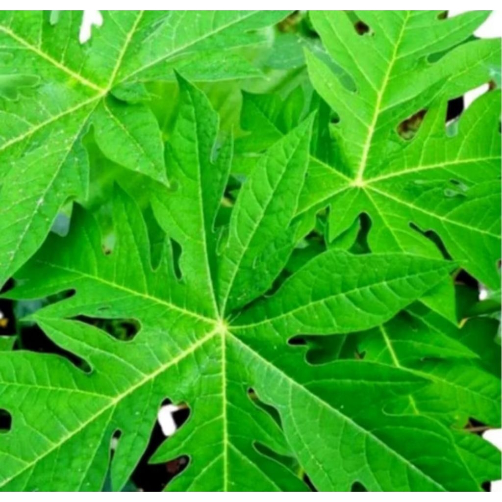 

5 lembar Daun pepaya petik segar buat sayur dan kesehatan