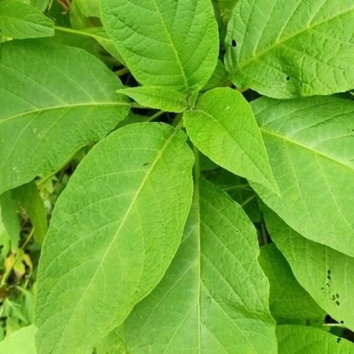 

Daun kecubung 500gr segar