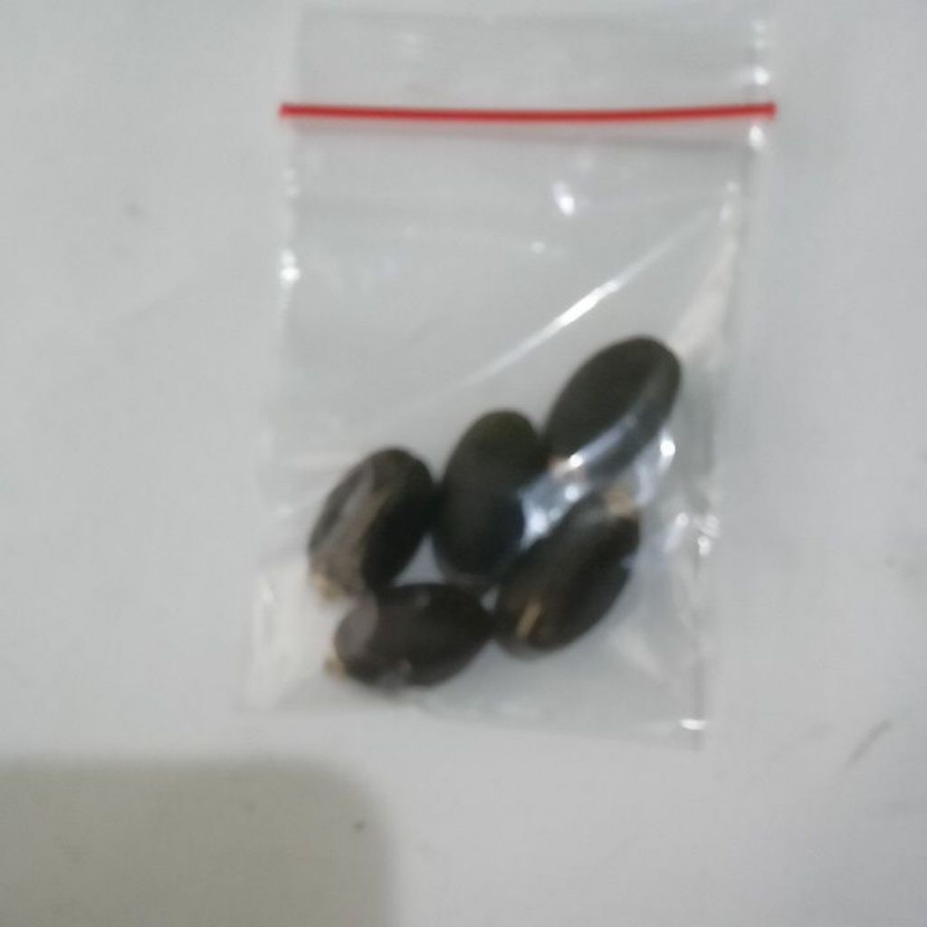 Benih Biji Jarak Pagar 5 Butir