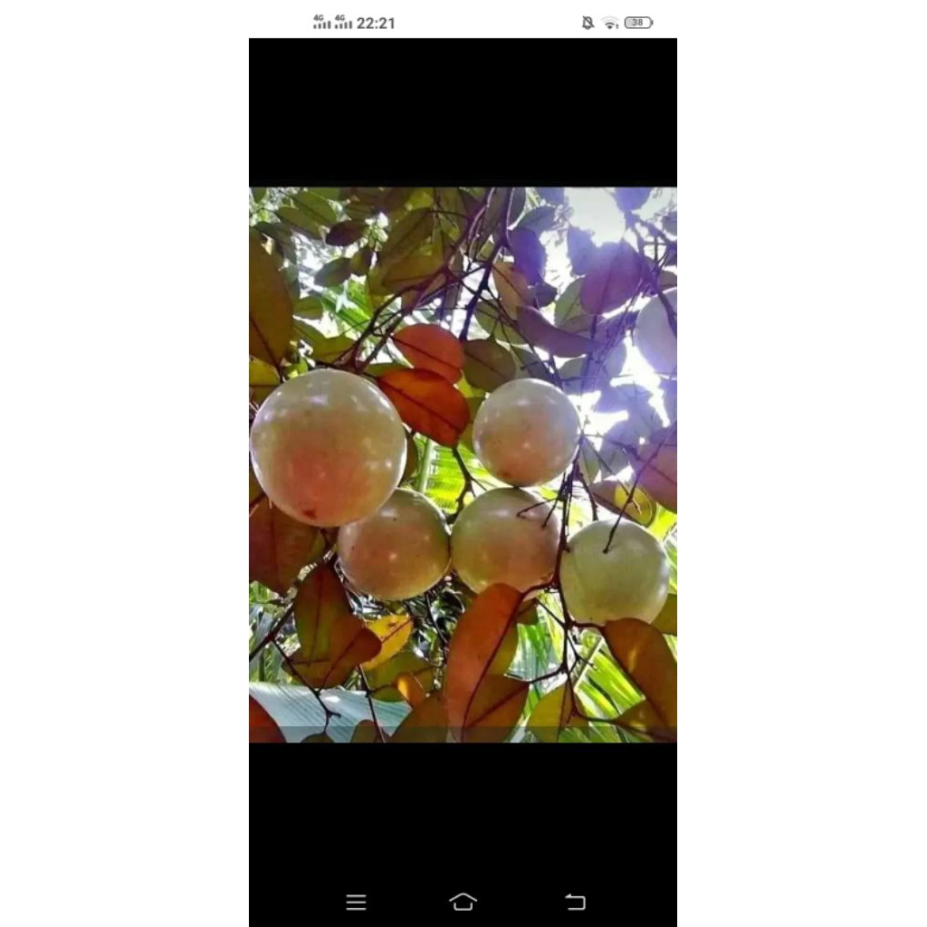 

Buah Kenitu sawo Manila apel susu Karpel