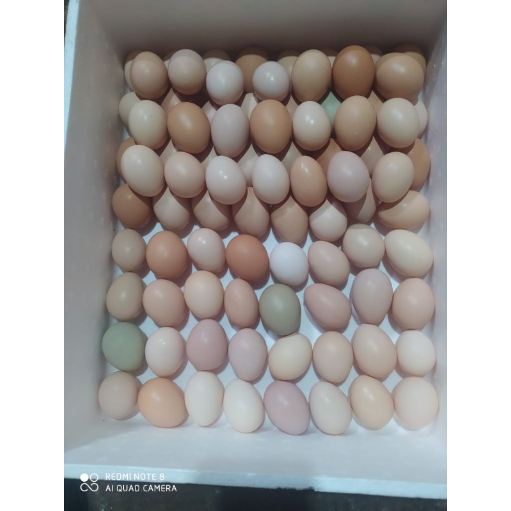 

Telur ayam kampung super